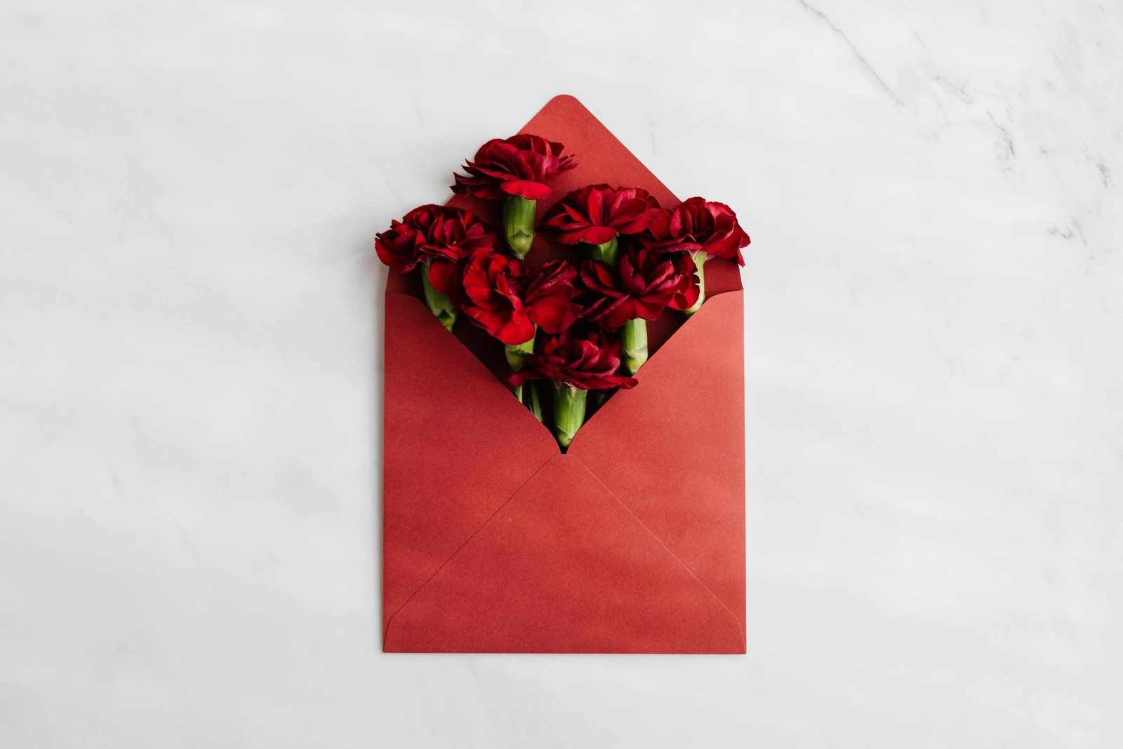 Top view of opened red envelope with beautiful red carnations against white background symbolizing congratulation concept